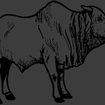 COW021 Thumbnail