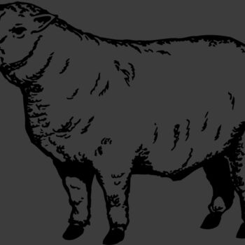 SHEEP007 Thumbnail