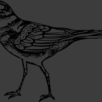 BIRD007 Thumbnail