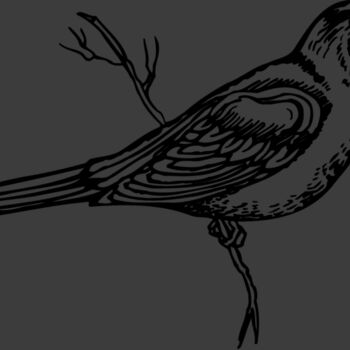 BIRD026 Thumbnail