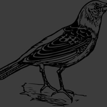 BIRD032 Thumbnail