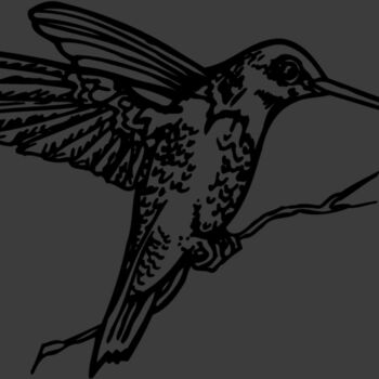 BIRD033 Thumbnail