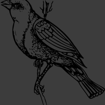 BIRD043 Thumbnail