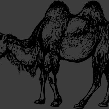 CAMEL002 Thumbnail