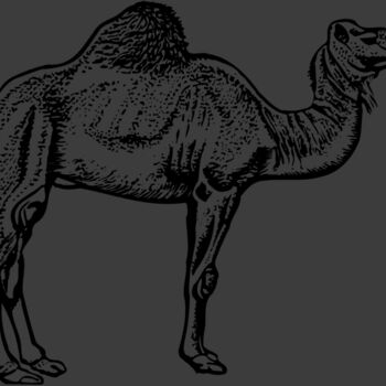 CAMEL005 Thumbnail