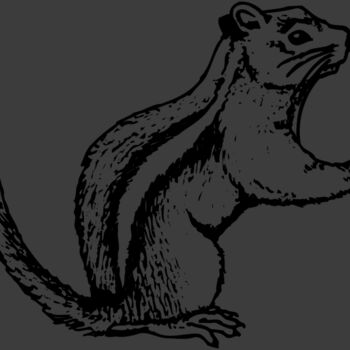 SQUER004 Thumbnail