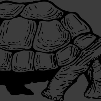 TURTLE01 Thumbnail
