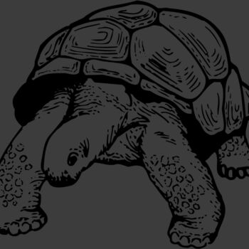 TURTLE02 Thumbnail